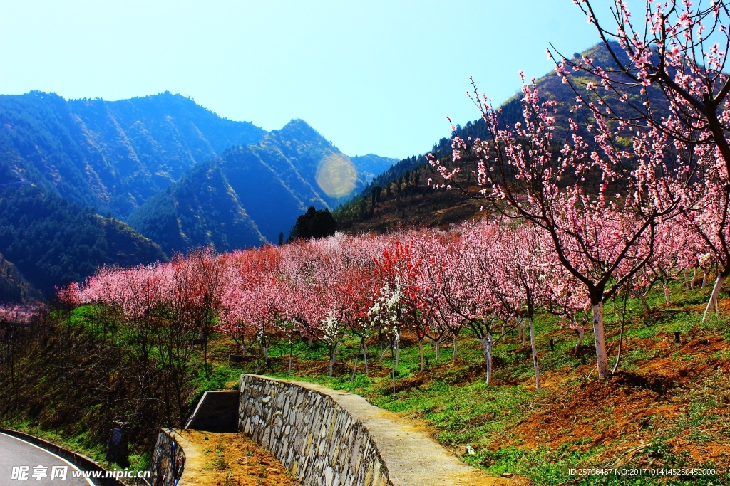 竹林关桃花谷