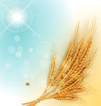 小麦 矢量图 清凉 麦粒 麦穗