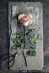 复古玫瑰花