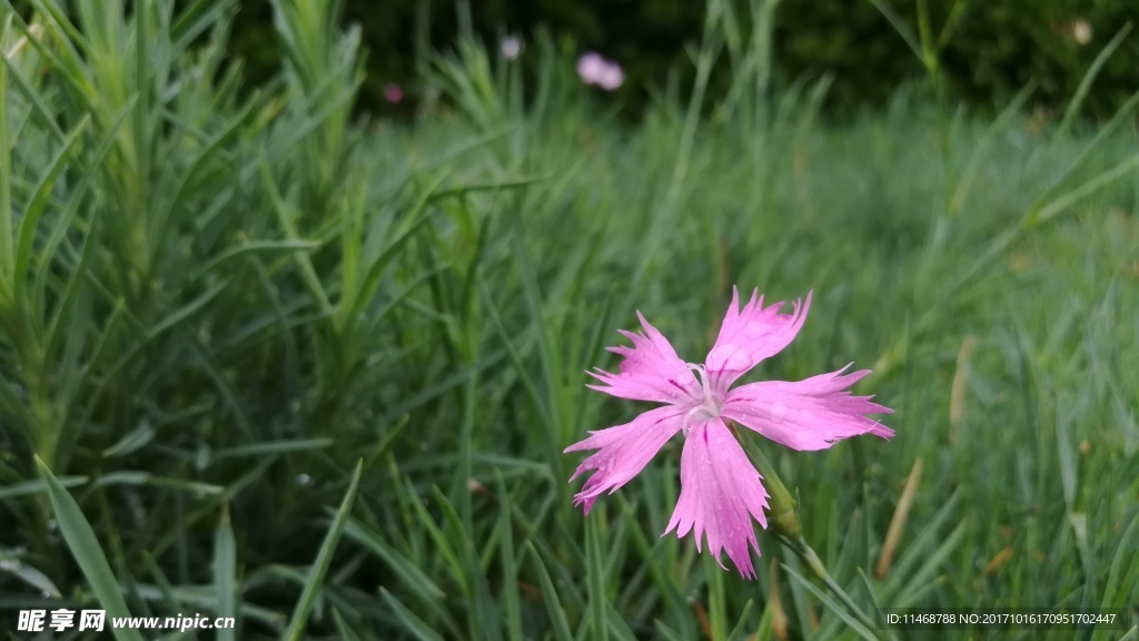 孤芳自赏