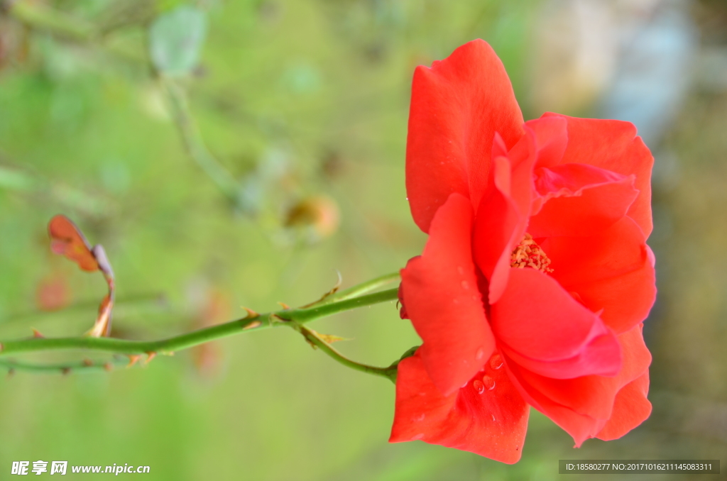 月季花