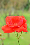 月季花