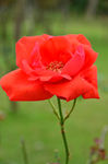 月季花
