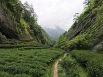 武夷山大红袍茶园