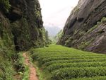 武夷山大红袍茶园