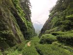 武夷山大红袍茶园