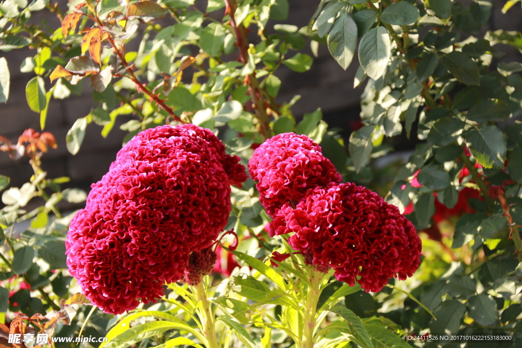花