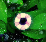 牵牛花