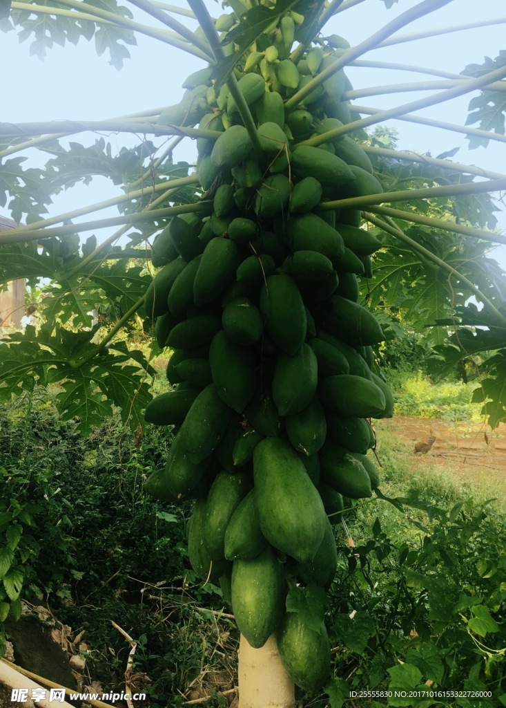木瓜