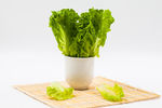 生菜
