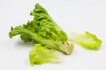 生菜