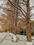 法国梧桐