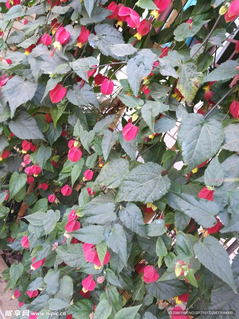 灯笼花