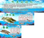 鱼类版面