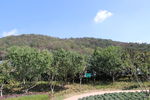 蓝天白云草地