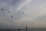 海鸥