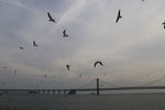 海鸥