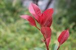 红叶植物