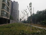 小园