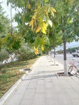 道路