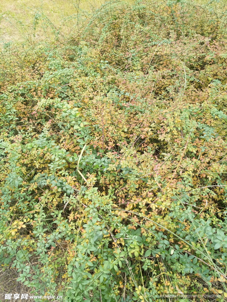 初秋迎春花卉