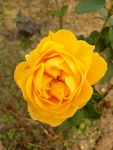 黄月季花