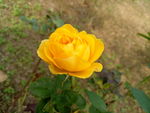 黄月季花