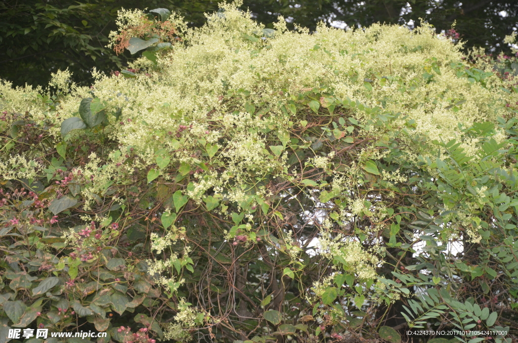 薇甘菊