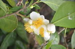 油茶花