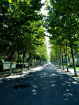 林间小路