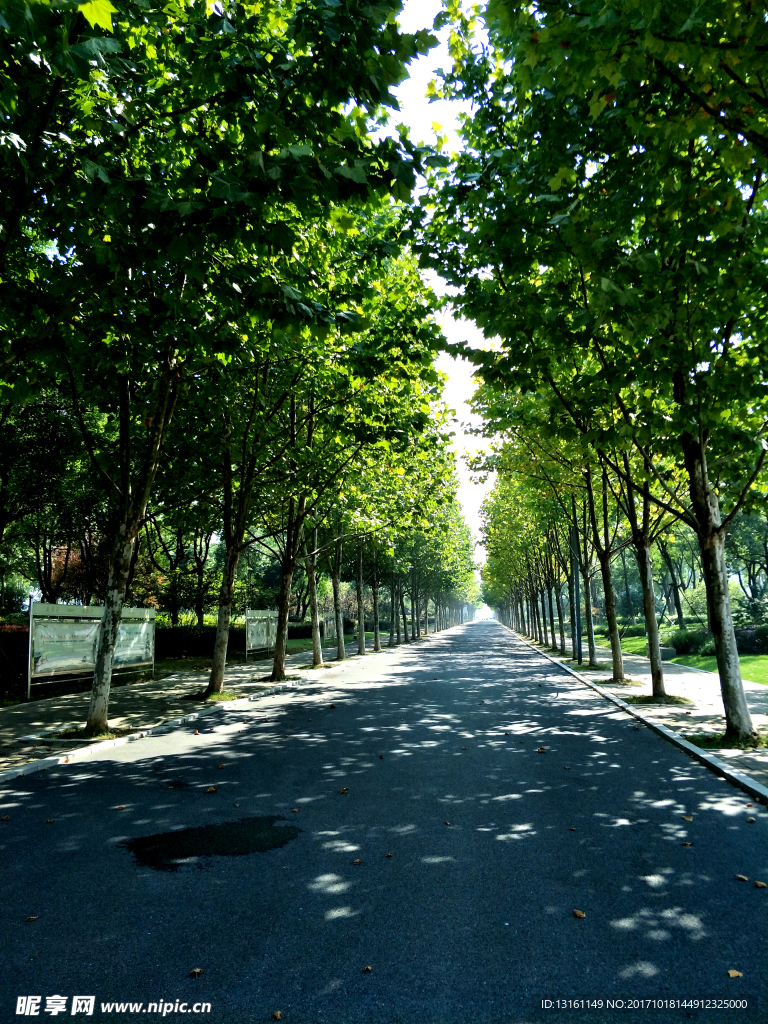 林间小路