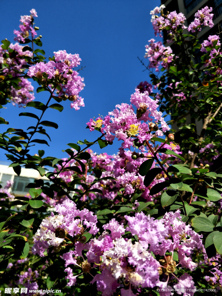 花