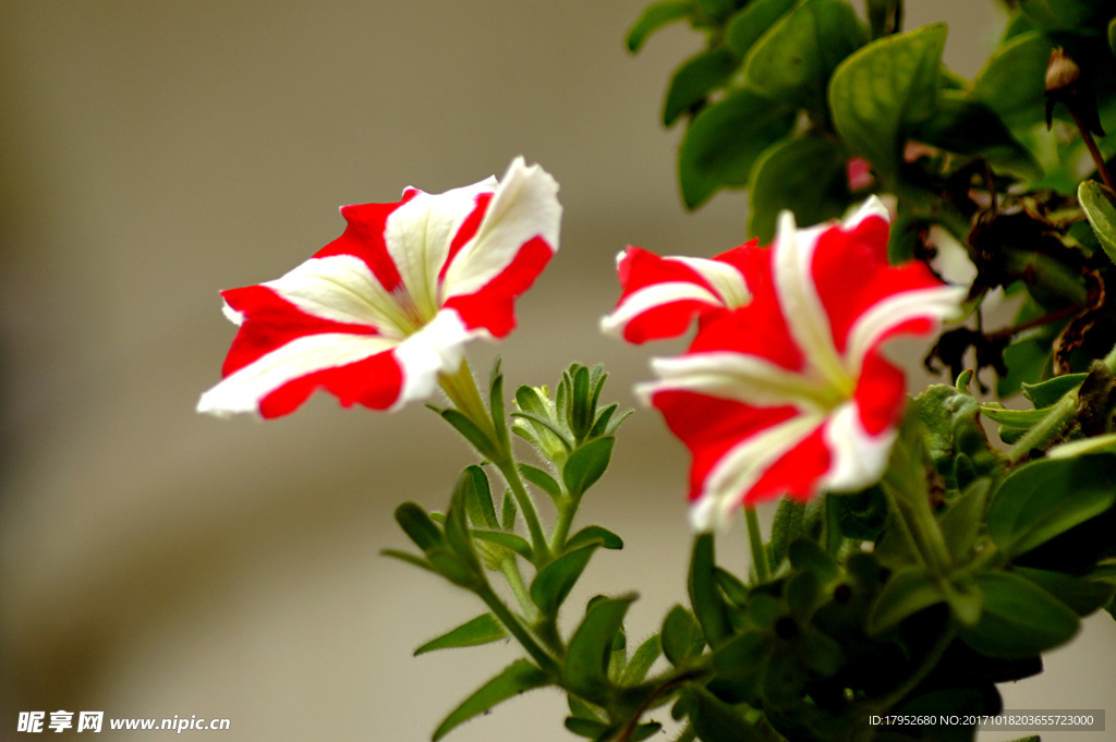 花