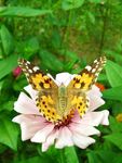 蝴蝶与花