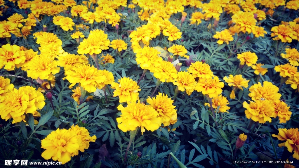 美丽的鲜花