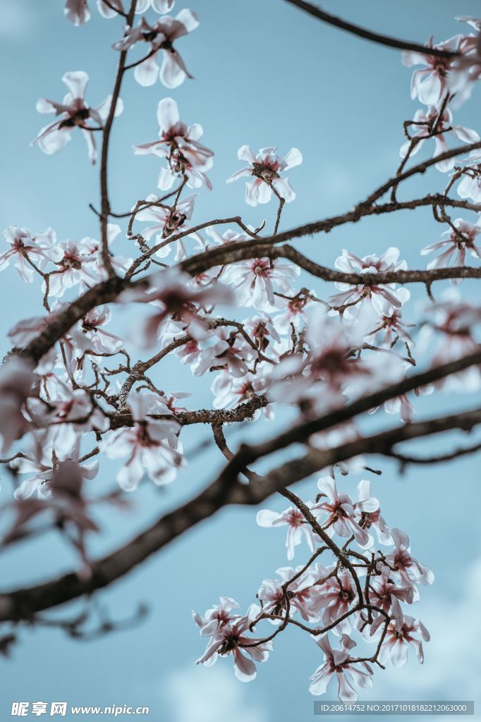 盛开的桃花