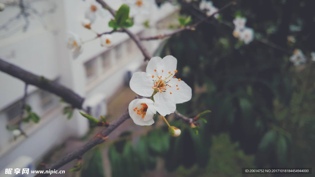盛开的樱花