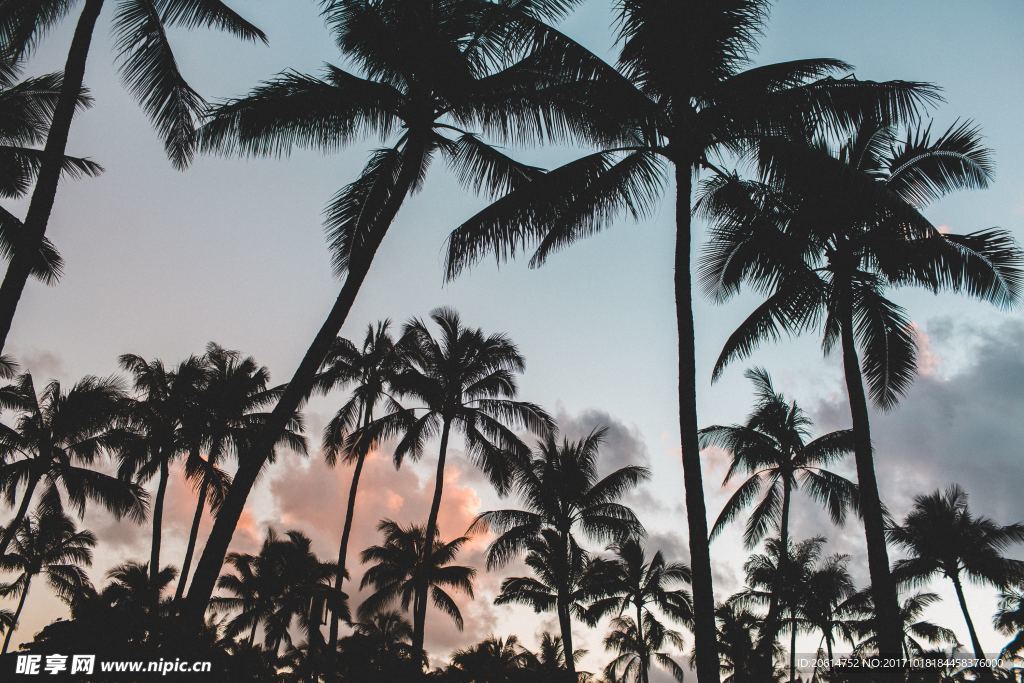 成群的椰子树