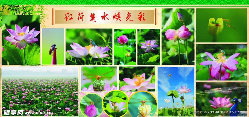 荷花展