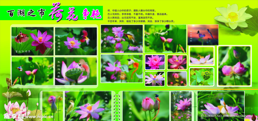 荷花展