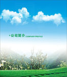 山茶油背景茶叶背景