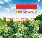 茶油背景茶叶背景图