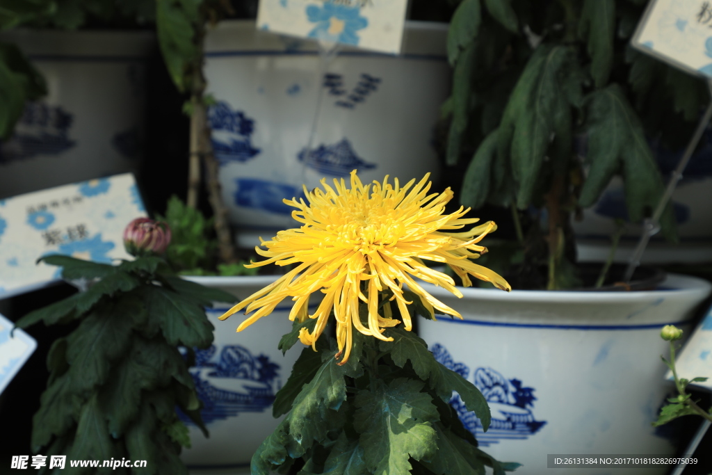 菊花