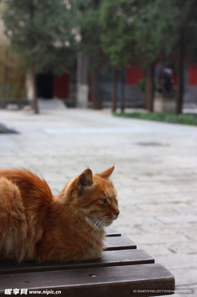 沙滩上的猫