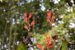 山花
