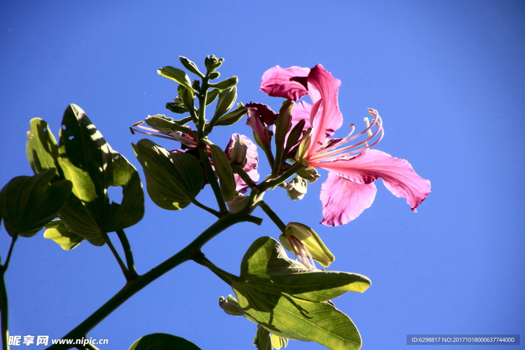 山花