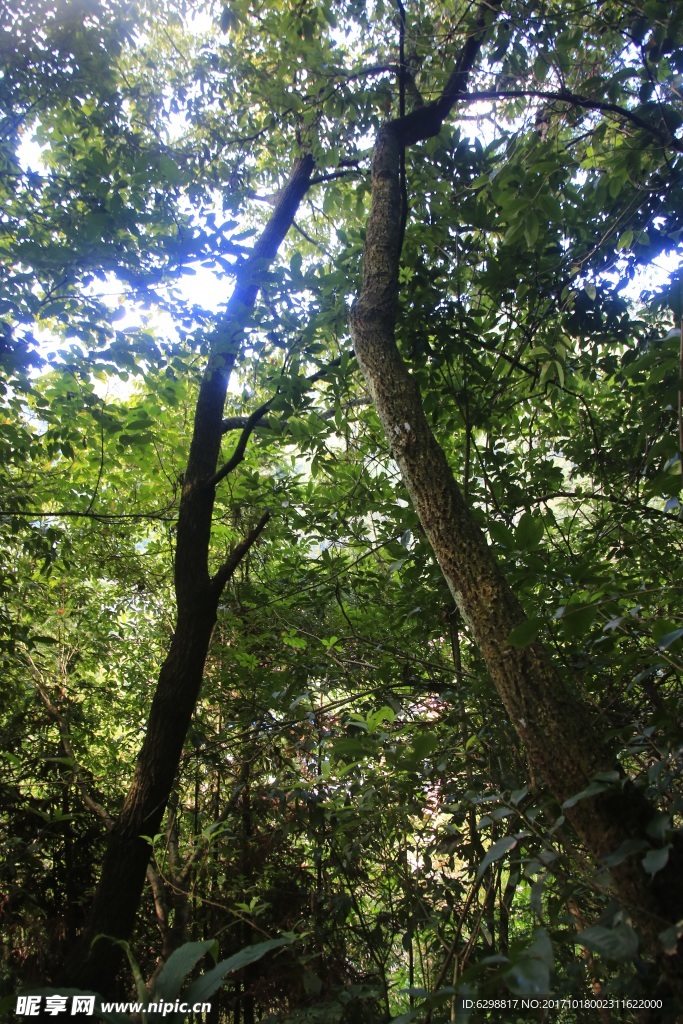 森林风光