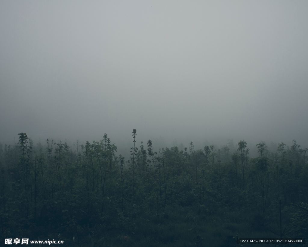 树林美景