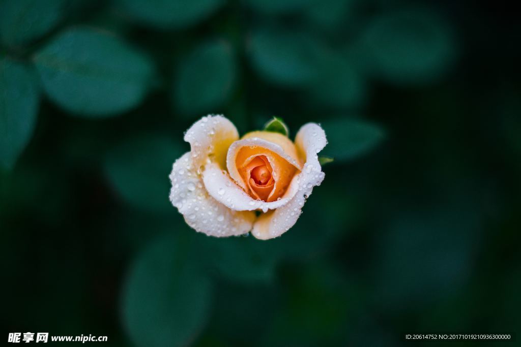 盛开的花朵