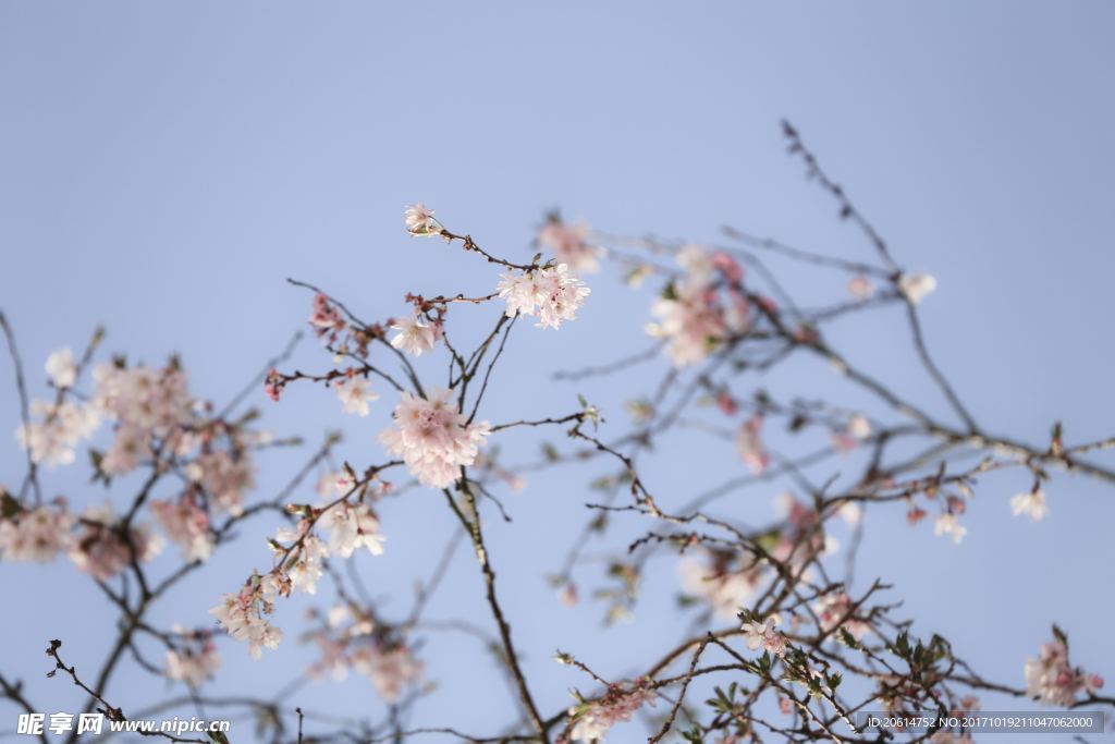 盛开的樱花